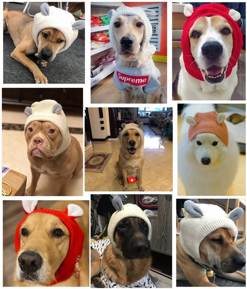 Noise Protection Dog Hat